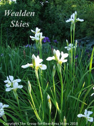 sib Wealden Skies (1)